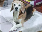 Cachorro raça Beagle idade 6 ou mais anos nome Princesa