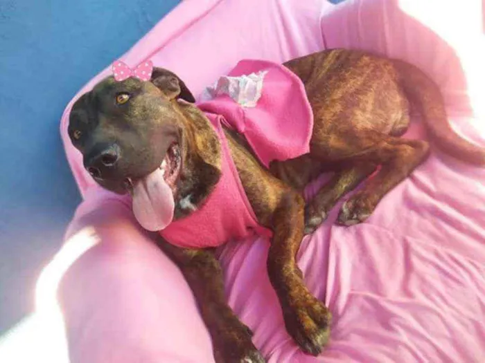 Cachorro ra a SRD idade 2 anos nome Carlota