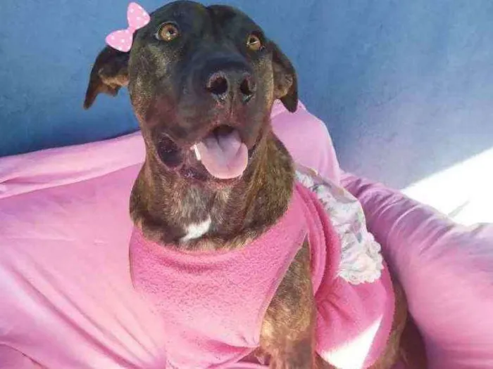 Cachorro ra a SRD idade 2 anos nome Carlota
