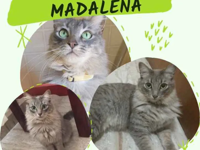 Gato ra a  idade 2 anos nome Madalena