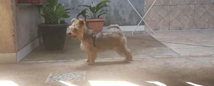 Cachorro ra a Pequeno porte idade  nome Não sei