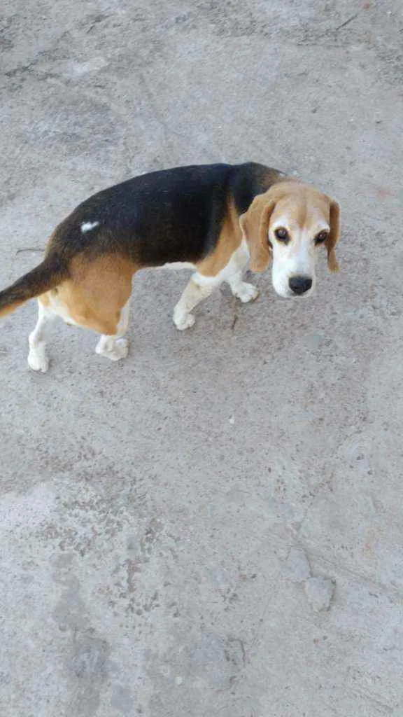 Cachorro ra a Beagle idade 6 ou mais anos nome Luan