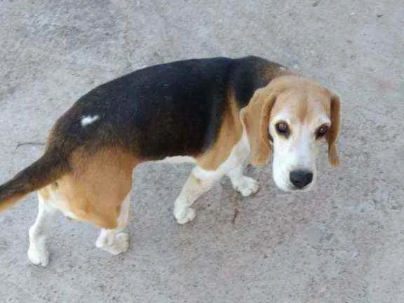 Cachorro ra a Beagle idade 6 ou mais anos nome Luan