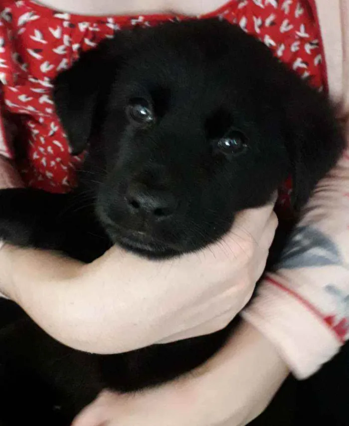 Cachorro ra a Pastor com golden labrador  idade Abaixo de 2 meses nome Sem nome