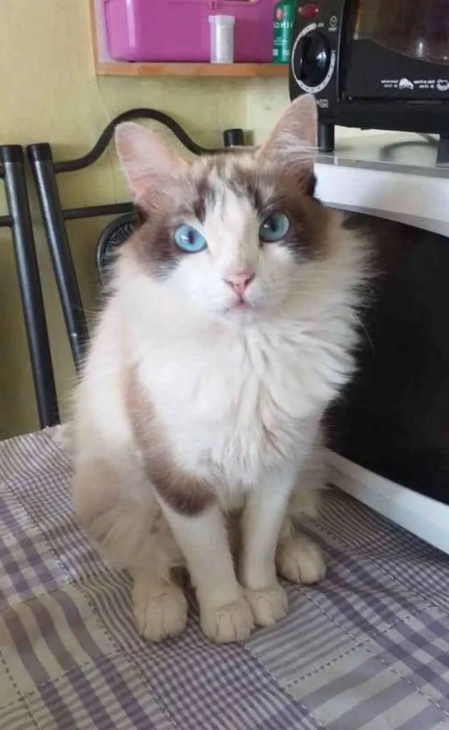 Gato ra a Mestiça  idade 7 a 11 meses nome Leona 