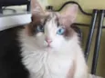 Leona 
