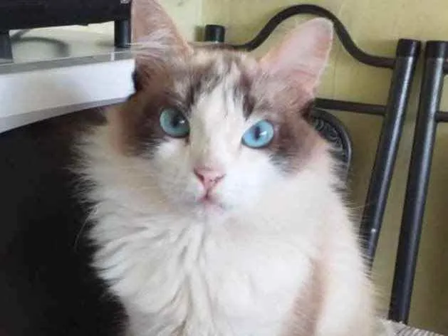 Gato ra a Mestiça  idade 7 a 11 meses nome Leona 