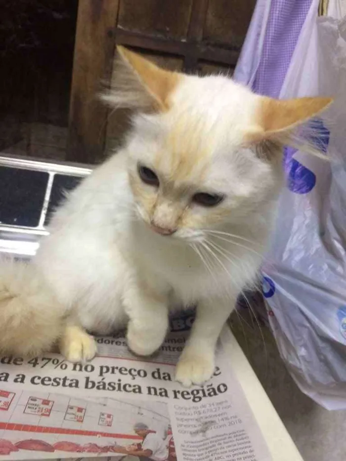 Gato ra a Sem raça definida  idade 3 anos nome Mel