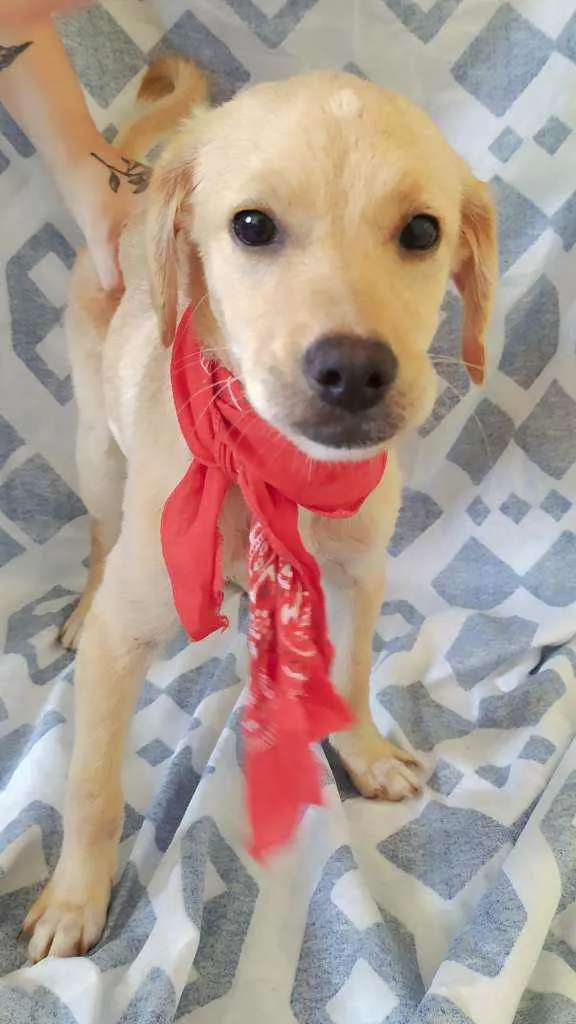 Cachorro ra a Vira-Lata idade 2 a 6 meses nome Sasha