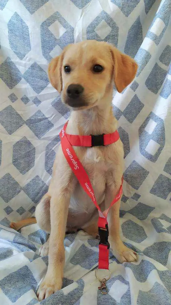 Cachorro ra a Vira-Lata idade 2 a 6 meses nome Sasha