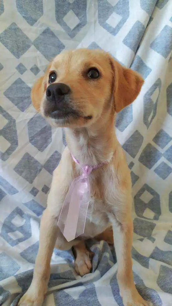 Cachorro ra a Vira-Lata idade 2 a 6 meses nome Sasha