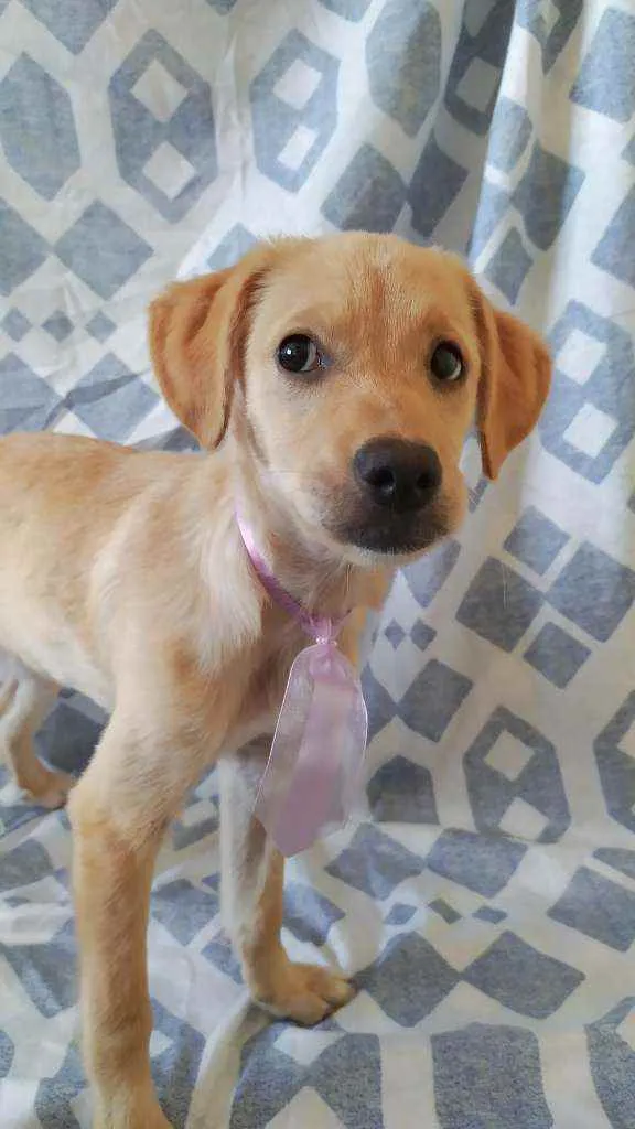 Cachorro ra a Vira-Lata idade 2 a 6 meses nome Sasha