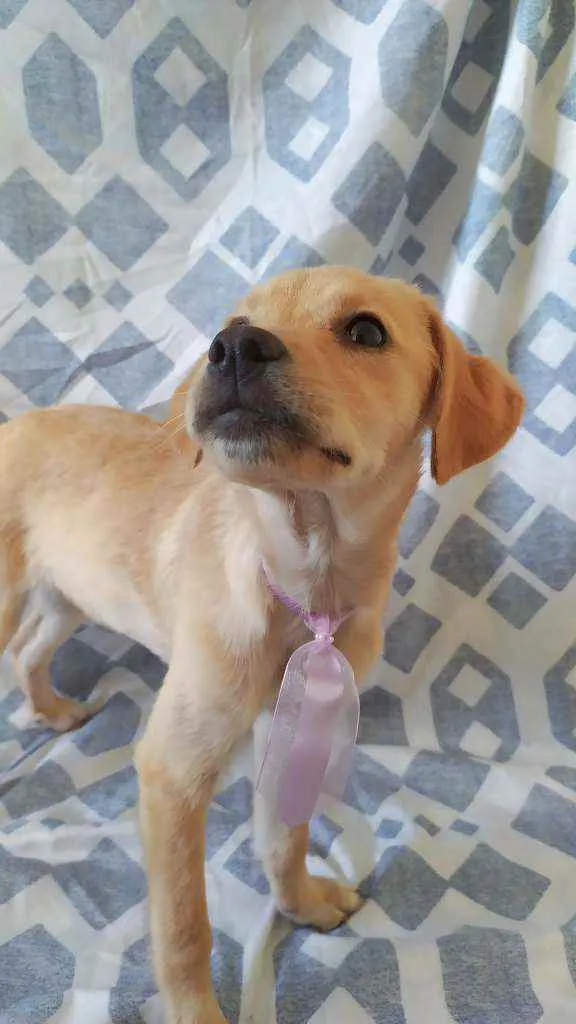 Cachorro ra a Vira-Lata idade 2 a 6 meses nome Sasha
