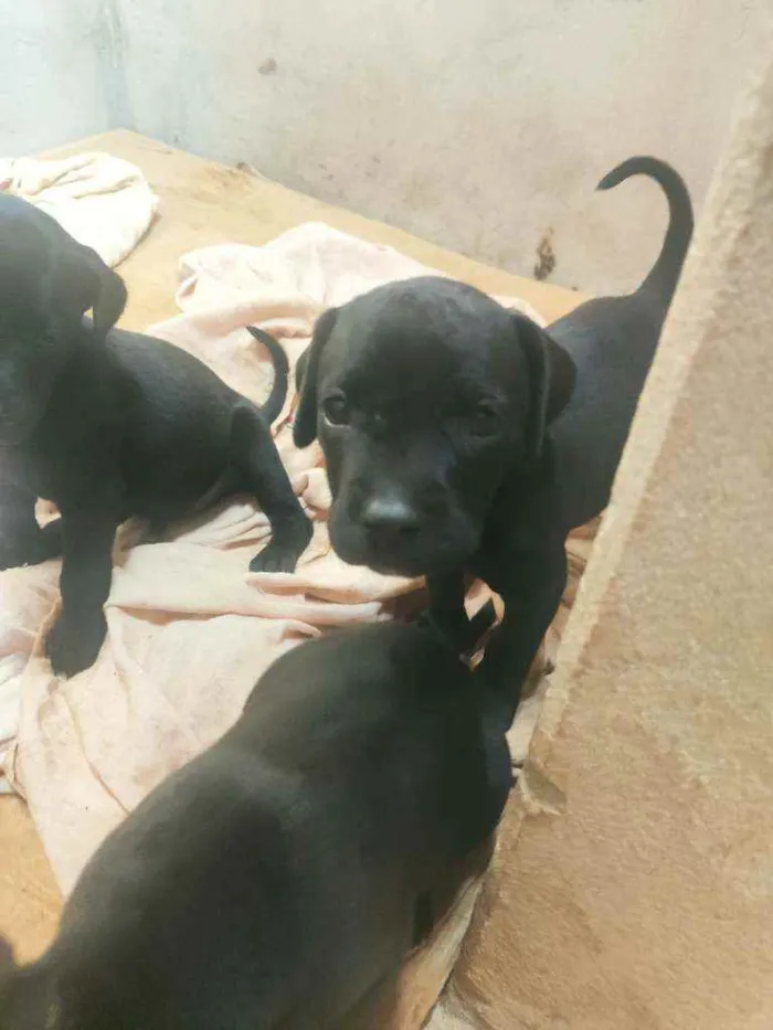 Cachorro ra a SRD idade Abaixo de 2 meses nome Filhotes