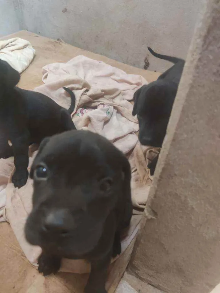 Cachorro ra a SRD idade Abaixo de 2 meses nome Filhotes