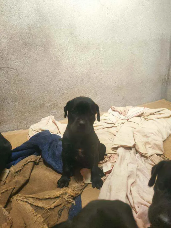 Cachorro ra a SRD idade Abaixo de 2 meses nome Filhotes