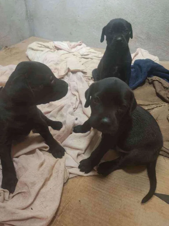 Cachorro ra a SRD idade Abaixo de 2 meses nome Filhotes