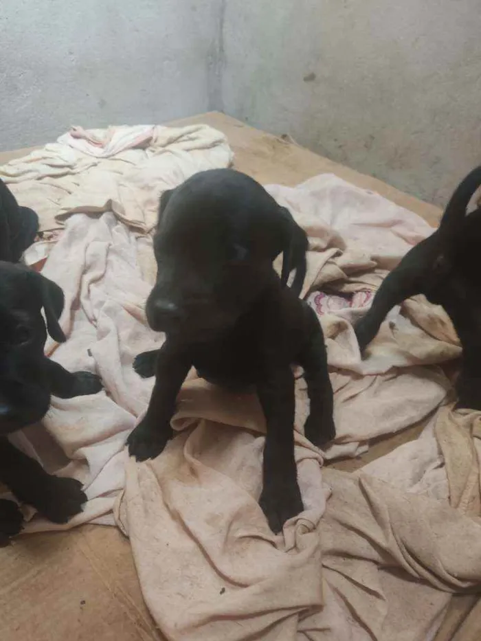 Cachorro ra a SRD idade Abaixo de 2 meses nome Filhotes