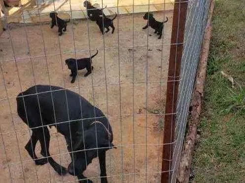 Cachorro ra a SRD idade Abaixo de 2 meses nome Filhotes