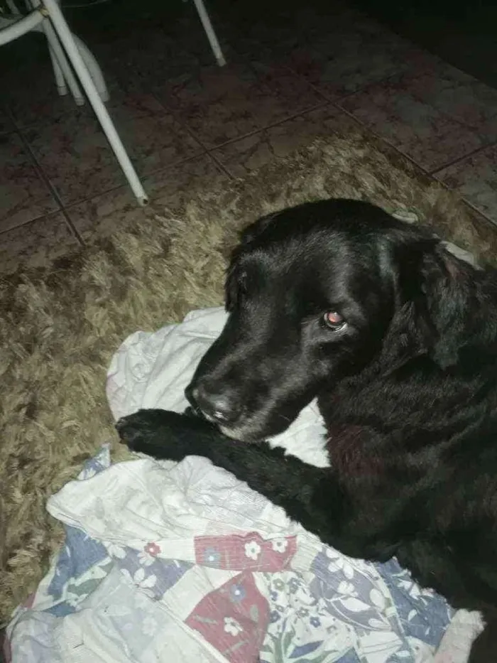 Cachorro ra a SRD idade 6 ou mais anos nome Kadija