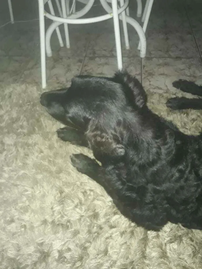 Cachorro ra a SRD idade 6 ou mais anos nome Kadija