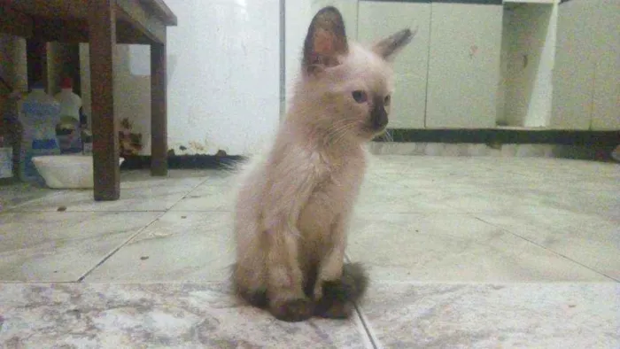 Gato raça Vira-lata idade 2 a 6 meses nome Filhotinhos em anaus