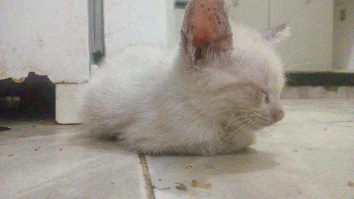 Gato raça Vira-lata idade 2 a 6 meses nome Filhotinhos em anaus