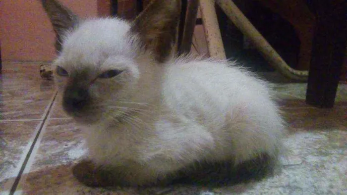 Gato raça Vira-lata idade 2 a 6 meses nome Filhotinhos em anaus