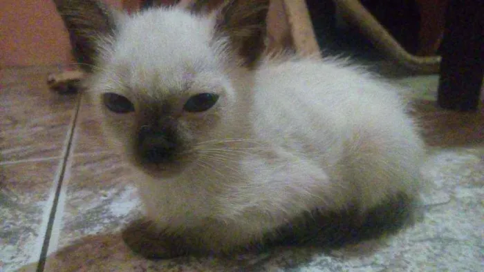 Gato raça Vira-lata idade 2 a 6 meses nome Filhotinhos em anaus