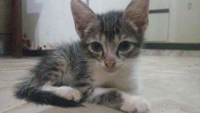 Gato raça Vira-lata idade 2 a 6 meses nome Filhotinhos em anaus