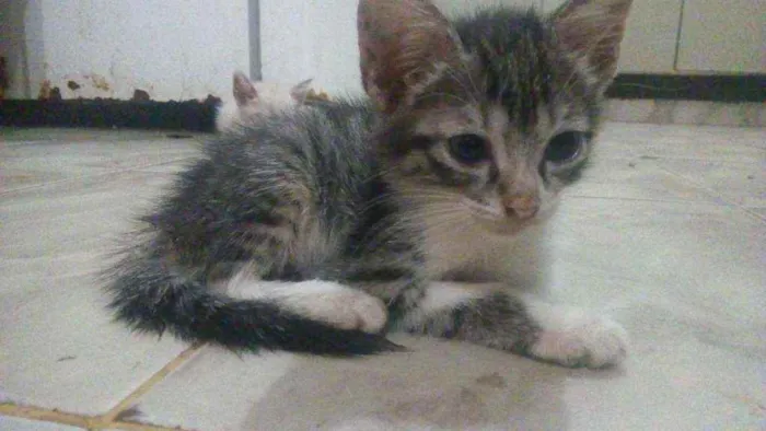 Gato raça Vira-lata idade 2 a 6 meses nome Filhotinhos em anaus
