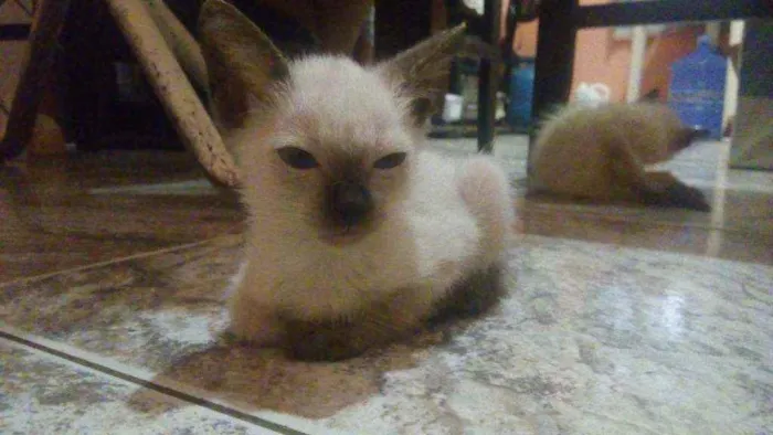 Gato raça Vira-lata idade 2 a 6 meses nome Filhotinhos em anaus