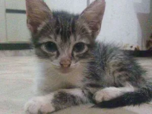 Gato raça Vira-lata idade 2 a 6 meses nome Filhotinhos em anaus