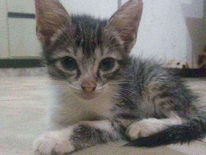 Gato raça Vira-lata idade 2 a 6 meses nome Filhotinhos em anaus