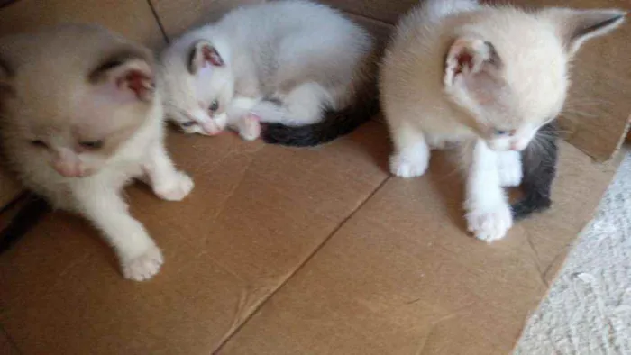 Gato raça Siamês idade Abaixo de 2 meses nome Sem nomes