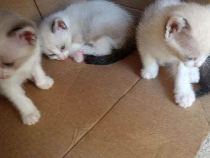 Gato raça Siamês idade Abaixo de 2 meses nome Sem nomes