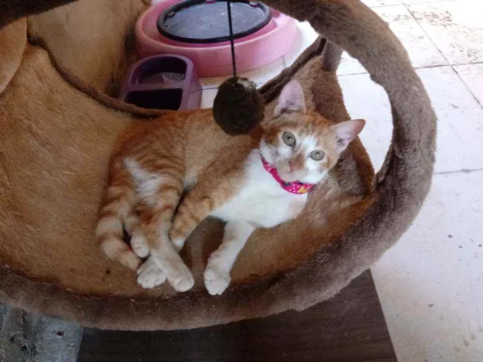 Gato raça Srd idade 2 a 6 meses nome Chiquinha