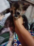 Mel