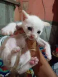 Pipoca