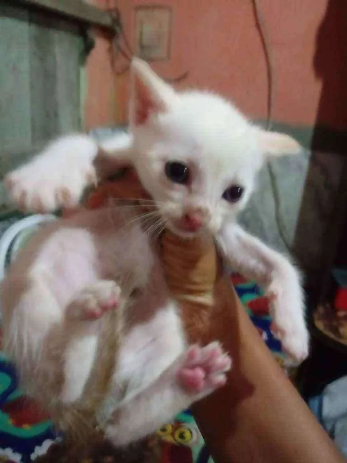 Gato raça Srd idade Abaixo de 2 meses nome Pipoca