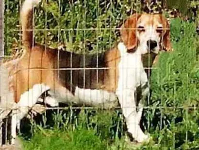 Cachorro raça Beagle idade 6 ou mais anos nome Luan