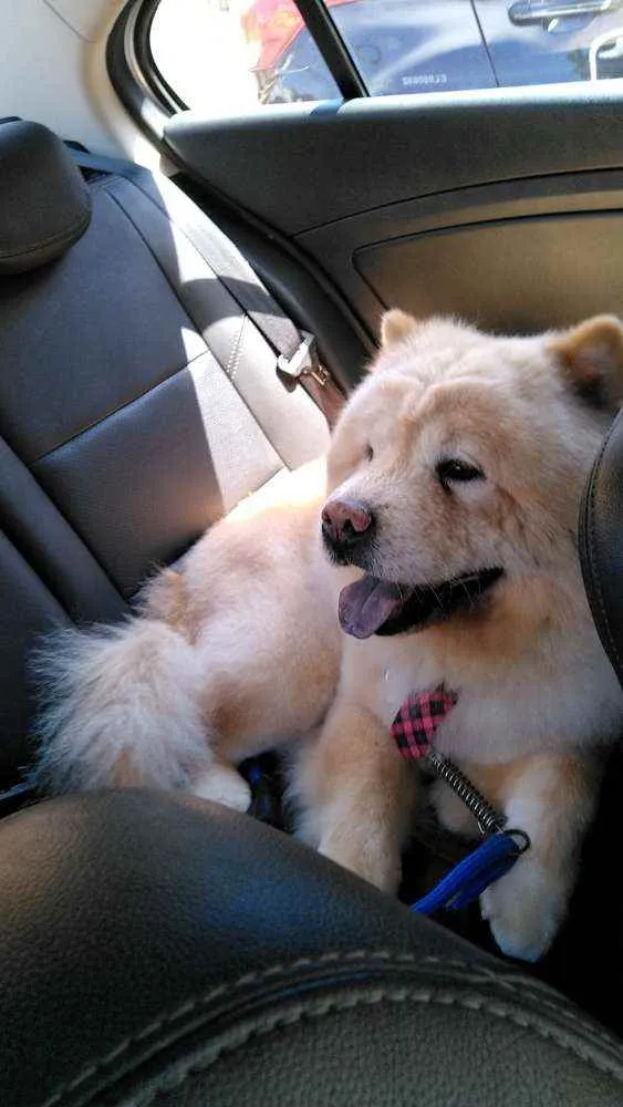 Cachorro raça Chow Chow  idade 6 ou mais anos nome Luke