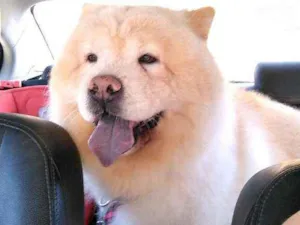 Cachorro raça Chow Chow  idade 6 ou mais anos nome Luke