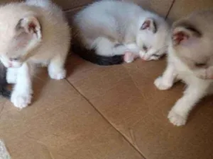 Gato raça Siamês idade Abaixo de 2 meses nome Sem nomes