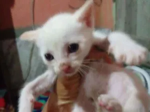 Gato raça Srd idade Abaixo de 2 meses nome Pipoca