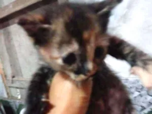 Gato raça Srd idade Abaixo de 2 meses nome Mel