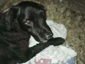 Cachorro raça SRD idade 6 ou mais anos nome Kadija