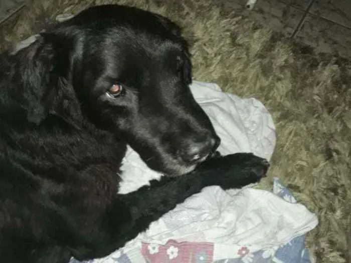 Cachorro ra a SRD idade 6 ou mais anos nome Kadija