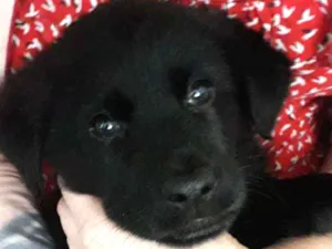 Cachorro raça Pastor com golden labrador  idade Abaixo de 2 meses nome Sem nome