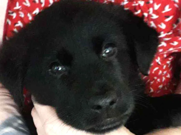Cachorro ra a Pastor com golden labrador  idade Abaixo de 2 meses nome Sem nome